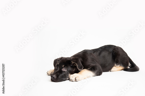  german shepherd puppy lies on a white background and looking at camera. cute funny sleeping animals concept with copy space