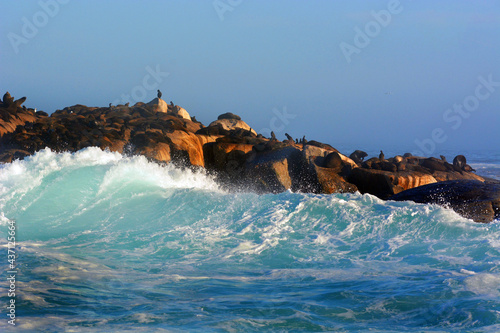 Fotografia Foche a seal island