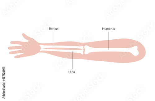Arm bones poster