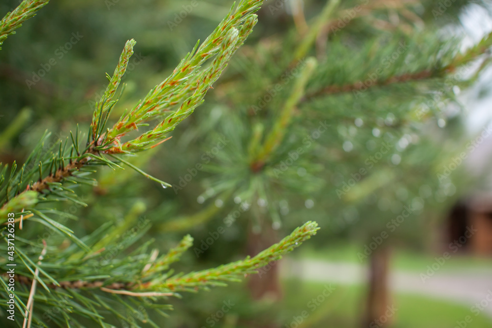 Tender fresh twigs of spruce and pine in drops of rain and dew in the park on a spring sunny day. High quality photo