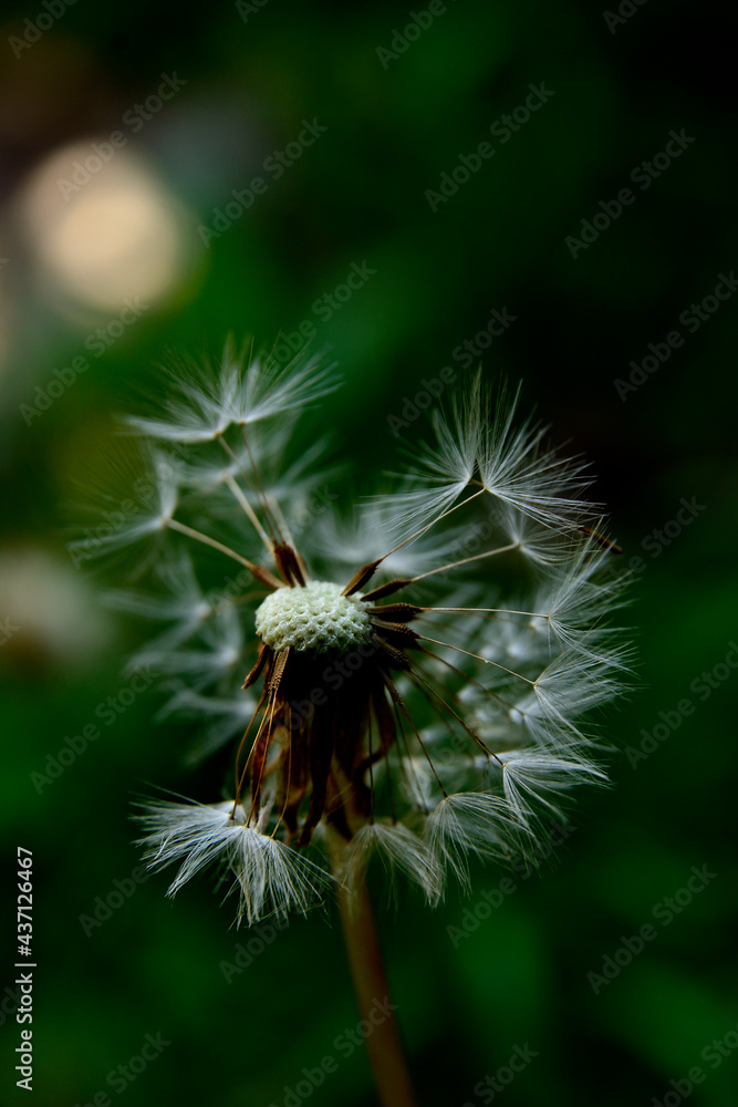 Fototapeta premium タンポポ