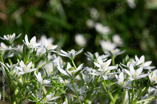 Ornithogalum is a perennial plants, white flowers on a green background.