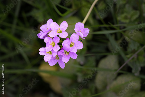 Close up of the pink flowers of the Cardamine pratensis or milkmaids in spring