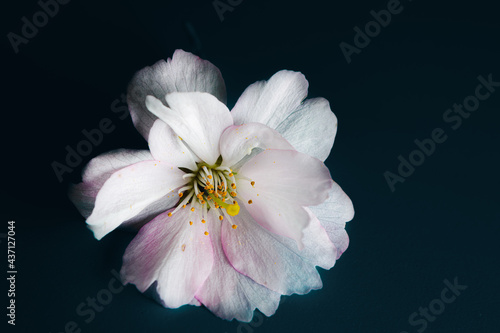 Close up of cherry blossom isolated on black background