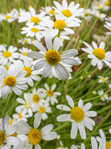 Small daisy flowers in cultivated field