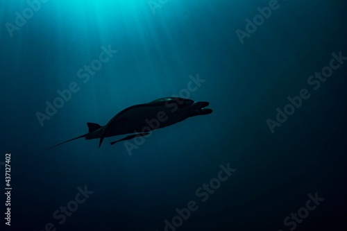 Manta ray silhouette with sun rays blue background