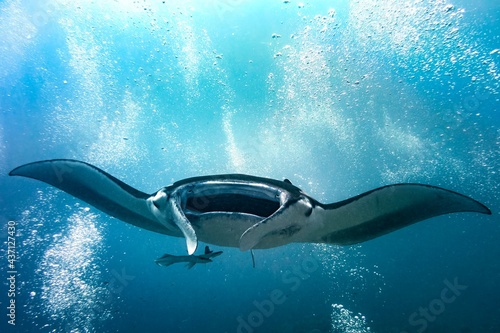 Valokuvatapetti Diving with Manta ray in the middle of scuba divers bubbles in blue water