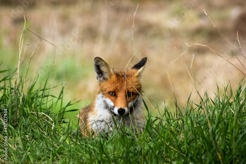 red fox watching out of the grass © Darius Murawski