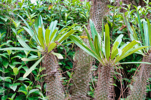 Closeup of Pachypodium Lamerei plant in the garden photo