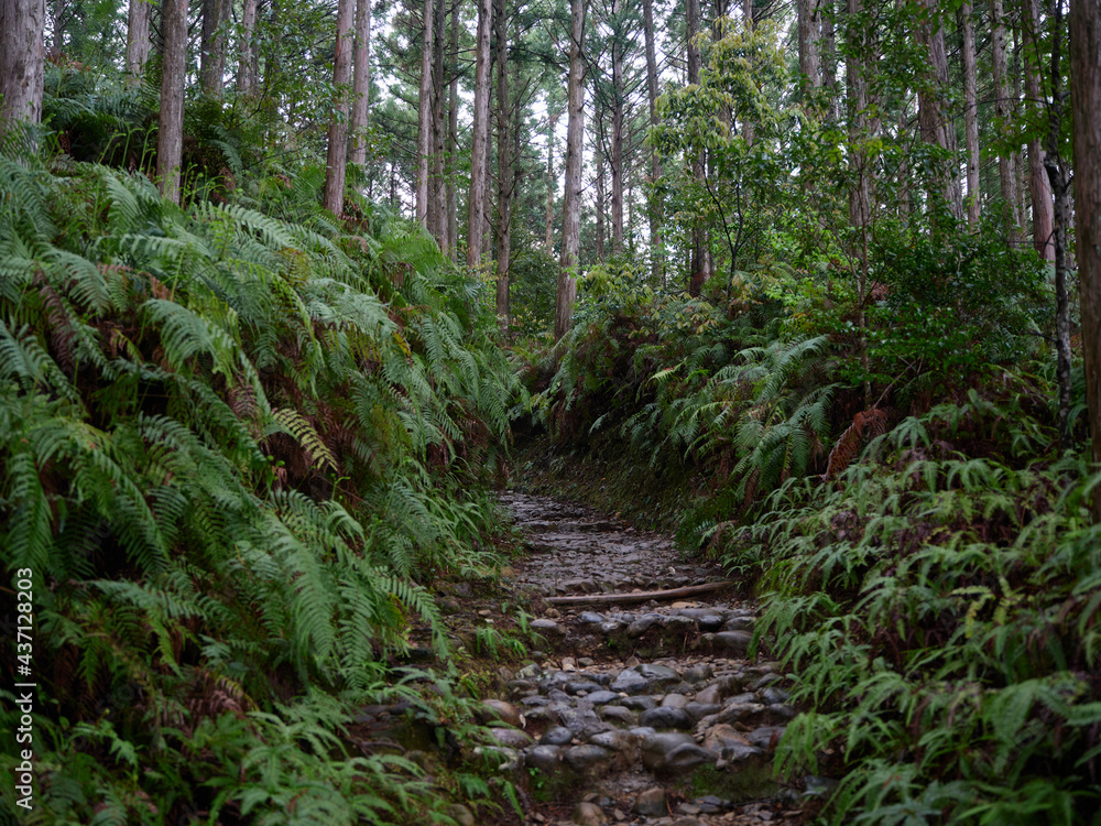 Fototapeta premium 熊野古道
