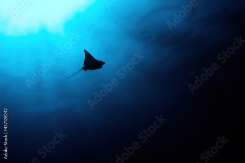 Eagle ray silhouette in a blue and black background with sunrays diving 