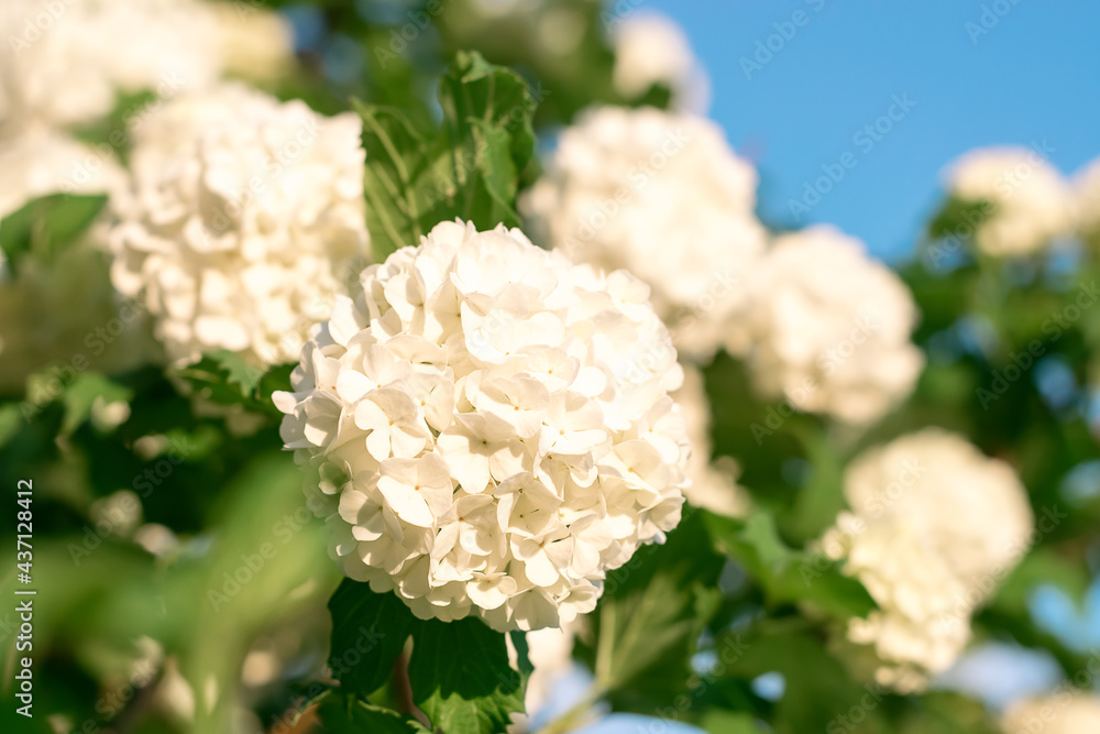 White inflorescences of blooming decorative viburnum on the blue sky background.Natural floral background.Copy space,selective focus with shallow depth of field. White inflorescences of blooming decorative viburnum on the blue sky background.Natural floral background.Copy space,selective focus with shallow depth of field.
