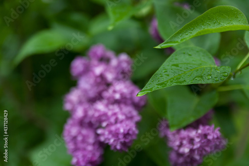 Beautiful purple lilac flowers soft background.  (Syringa vulgaris)