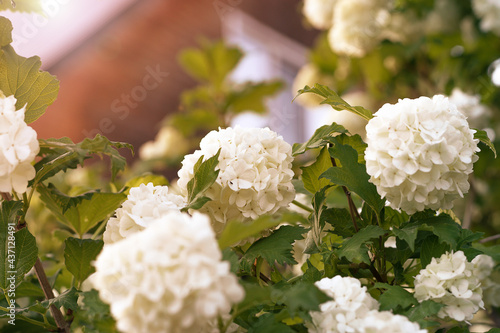 White inflorescences of blooming Viburnum opolus.Natural floral background.A blurry wooden house in the background..Copy space,selective focus with shallow depth of field. photo