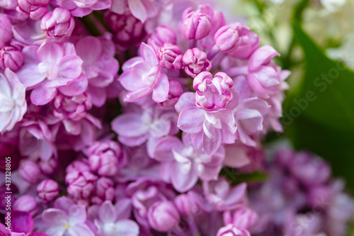 purple lilac flowers background, wallpaper