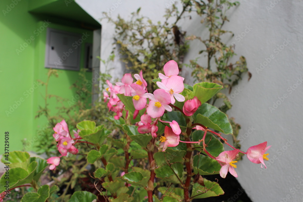 Fototapeta premium Flor rosa