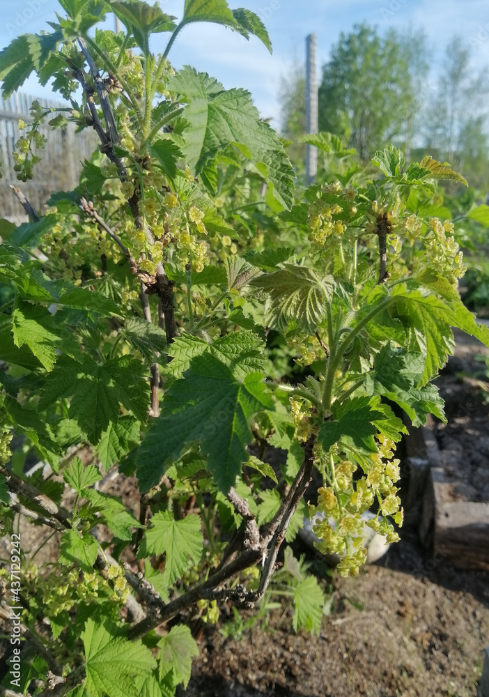 vineyard vineyard