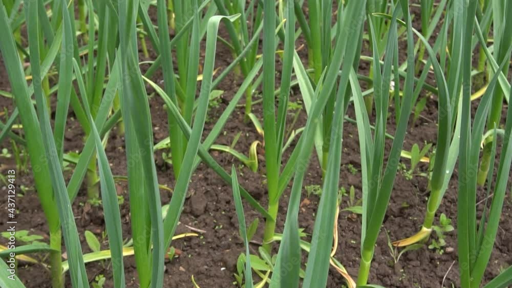 Garlic tops in the beds, fresh herbs near the house, garlic blooms in the beds Garlic tops in the beds, fresh herbs near the house, garlic blooms in the beds