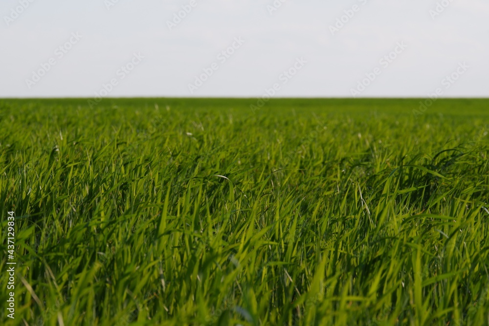 green grass in the wind