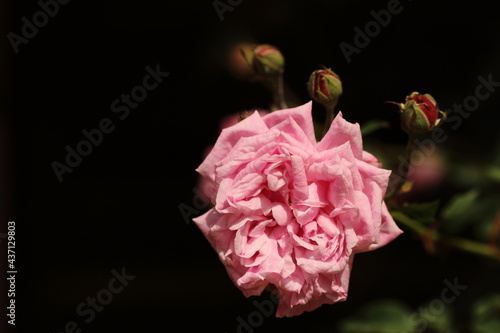 pink rose with new buds on black background.