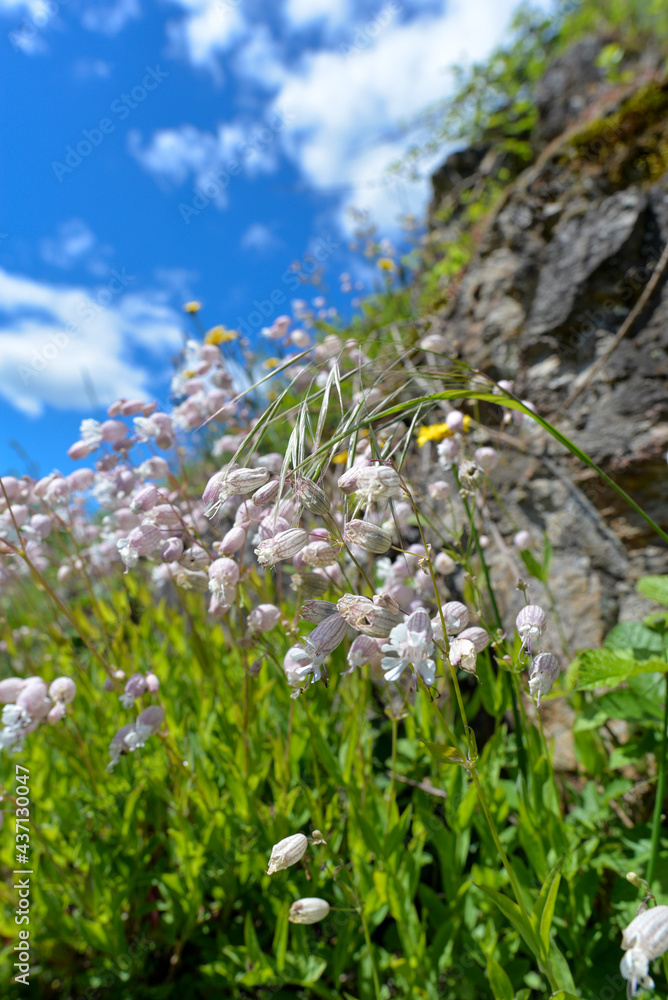 Fototapeta premium Taubenkropf-Leimkraut (Silene vulgaris)