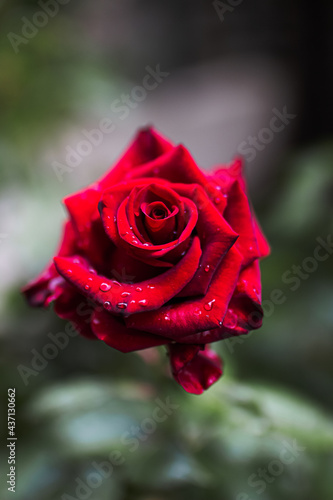 The Rain and Red Rose