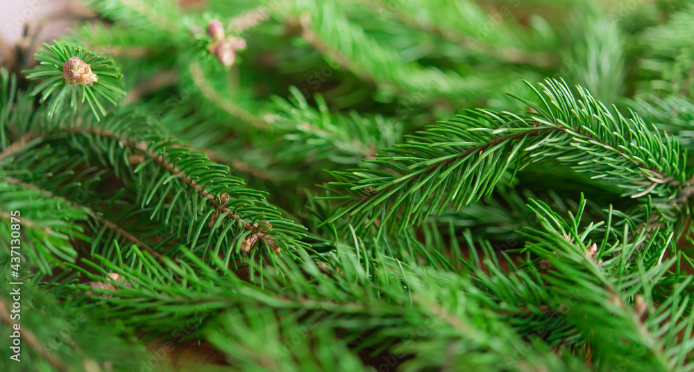 Background of green fir branches for Christmas New Year celebration greeting card design Background of green fir branches for Christmas New Year celebration greeting card design