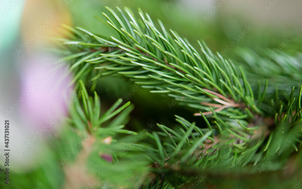 Background of green fir branches for Christmas New Year celebration greeting card design Background of green fir branches for Christmas New Year celebration greeting card design