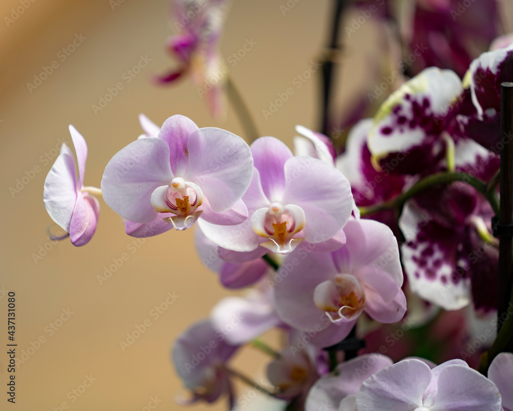 Fototapeta premium Close-Up Of Orchids Plant In Park