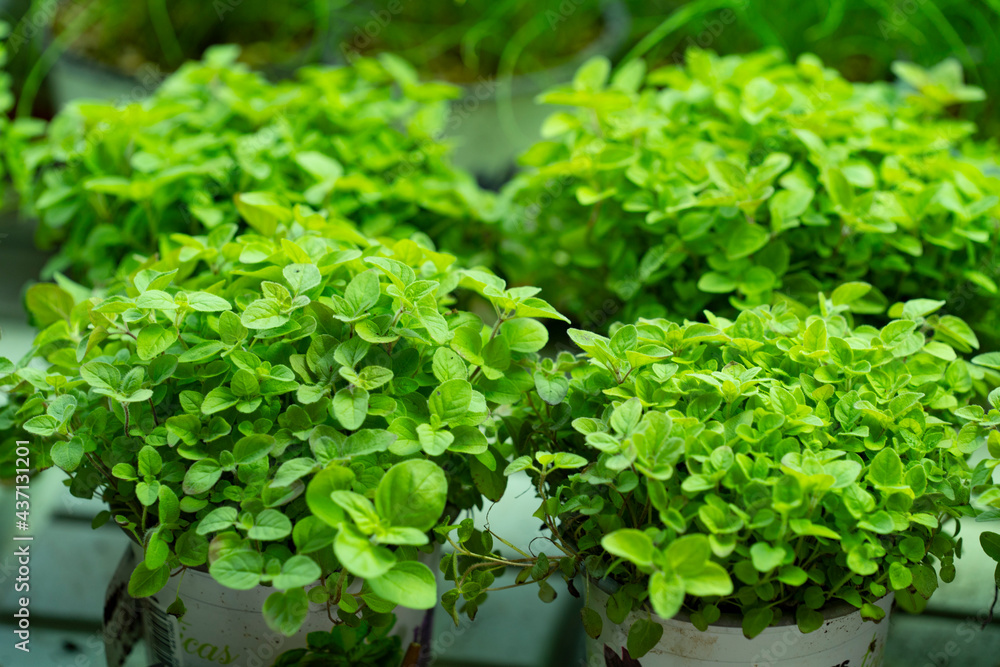 close up of a oregano plant close up of a oregano plant