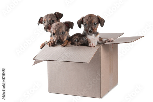 four outbred puppies in a cardboard box on a white background