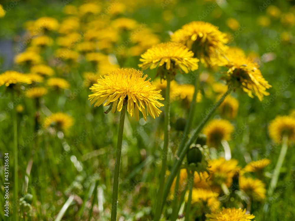 yellow flowers dandelions in a field, spring summer sunny mood, close-up of a field of dandelions on the background yellow flowers dandelions in a field, spring summer sunny mood, close-up of a field of dandelions on the background