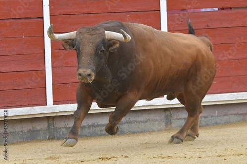  huge spanish bull in bullring