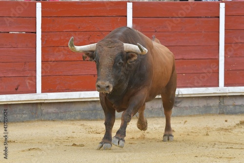  huge spanish bull in bullring