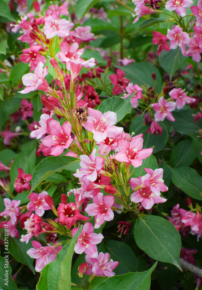 Beautiful pink flowers Weigela florida. Flowers of weigela florida. Blooming garden in spring garden in sunny day. Beautiful pink flowers Weigela florida. Flowers of weigela florida. Blooming garden in spring garden in sunny day.