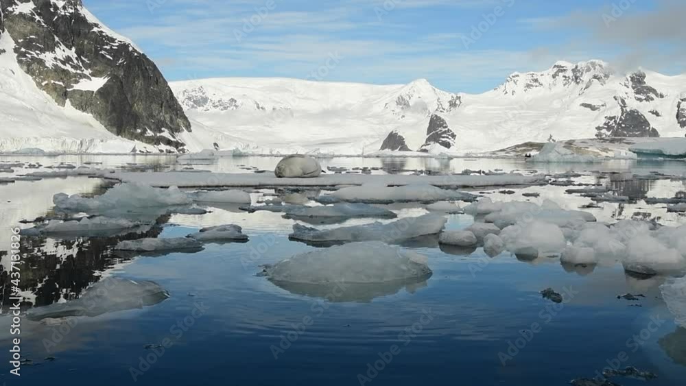 Crabeater seals Lobodon carcinophaga on ice floe in Plenau Bay Antarctic Peninsula Crabeater seals Lobodon carcinophaga on ice floe in Plenau Bay Antarctic Peninsula