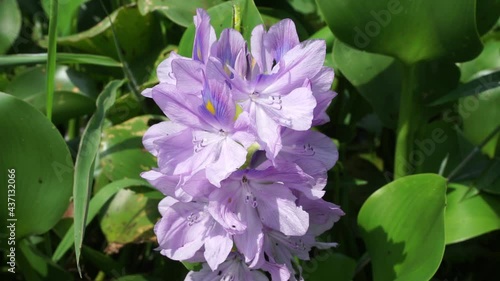 Eichhornia crassipes flower with a natural background. Indonesian call it enceng gondok photo