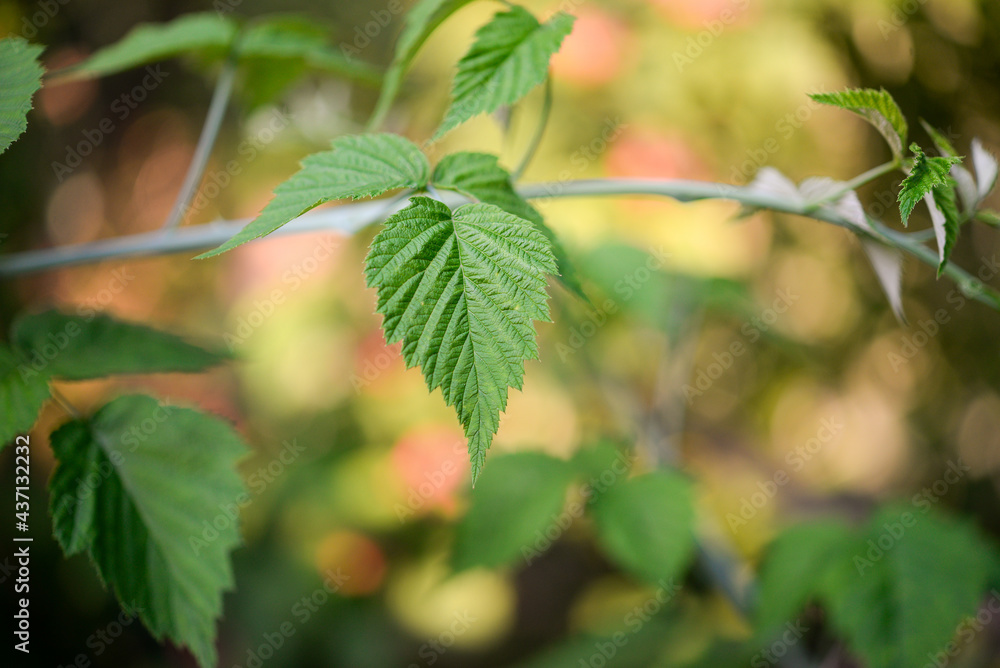 few green blackberry leaves in the garden before flowering, details few green blackberry leaves in the garden before flowering, details