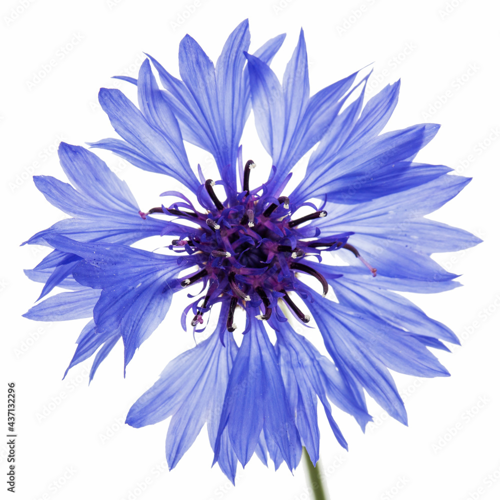 Blue flower of cornflower, lat. Centaurea, isolated on white background