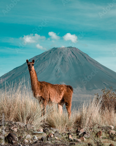 Llama de los Andes.