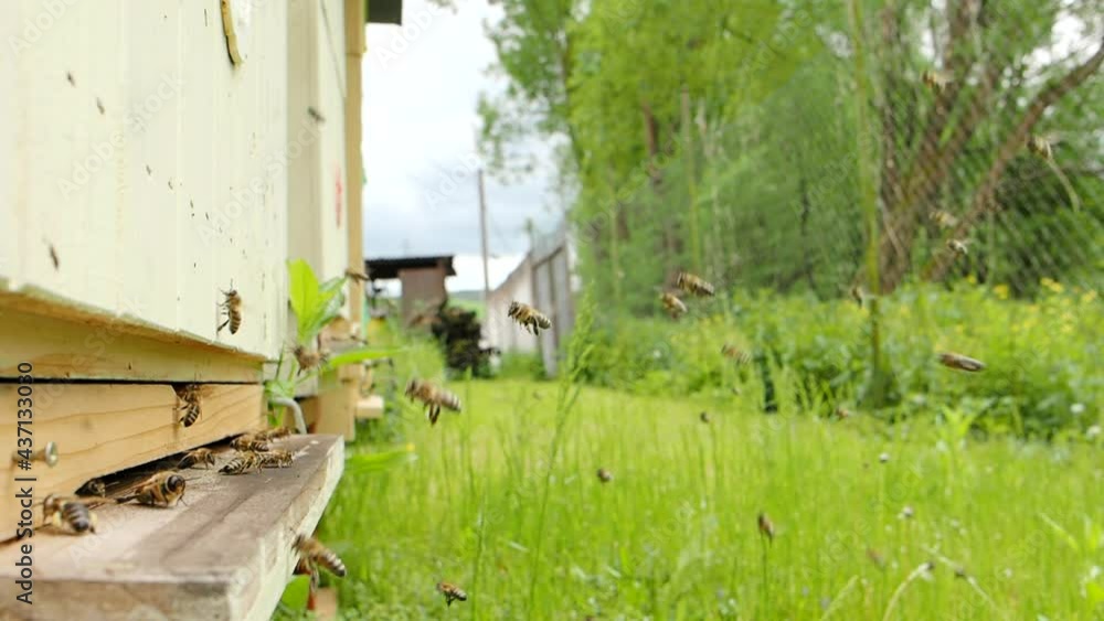 Swarm of honey bees (Apis mellifera) carrying pollen and flying to the landing board of hive in an apiary in SLOW MOTION HD VIDEO. Organic BIO farming, animal rights, back to nature concept. Close-up. Swarm of honey bees (Apis mellifera) carrying pollen and flying to the landing board of hive in an apiary in SLOW MOTION HD VIDEO. Organic BIO farming, animal rights, back to nature concept. Close-up.