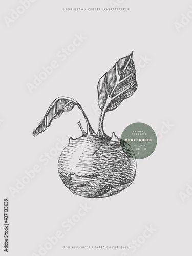 Hand-drawn kohlrabi cabbage. Vegetable on a light background isolated. Organic food concept. Can be used for your design. Vintage botanical illustration.