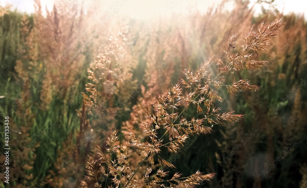 Grass in meadow stock photo