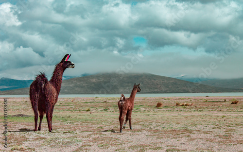 Llama junto a su bebe.