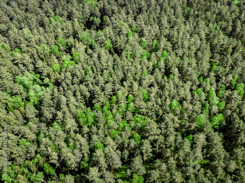 Top view of green trees. Nature texture. Top view of green trees. Nature texture.