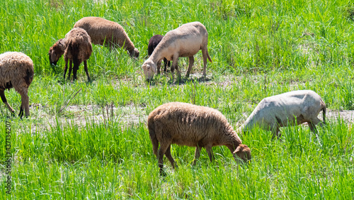 Fototapeta Naklejka Na Ścianę i Meble -  flock of sheep in the meadow