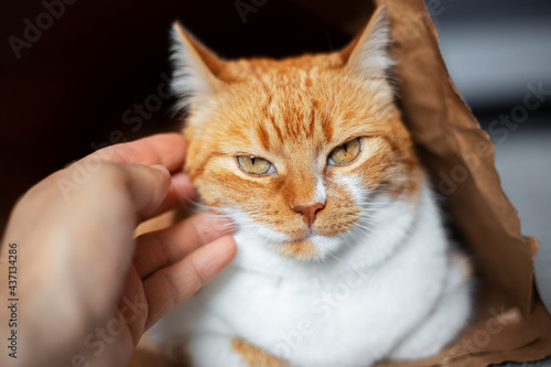 Close-up portrait of human hand petting a red-white cat who is lying on the floor in eco paper bag.