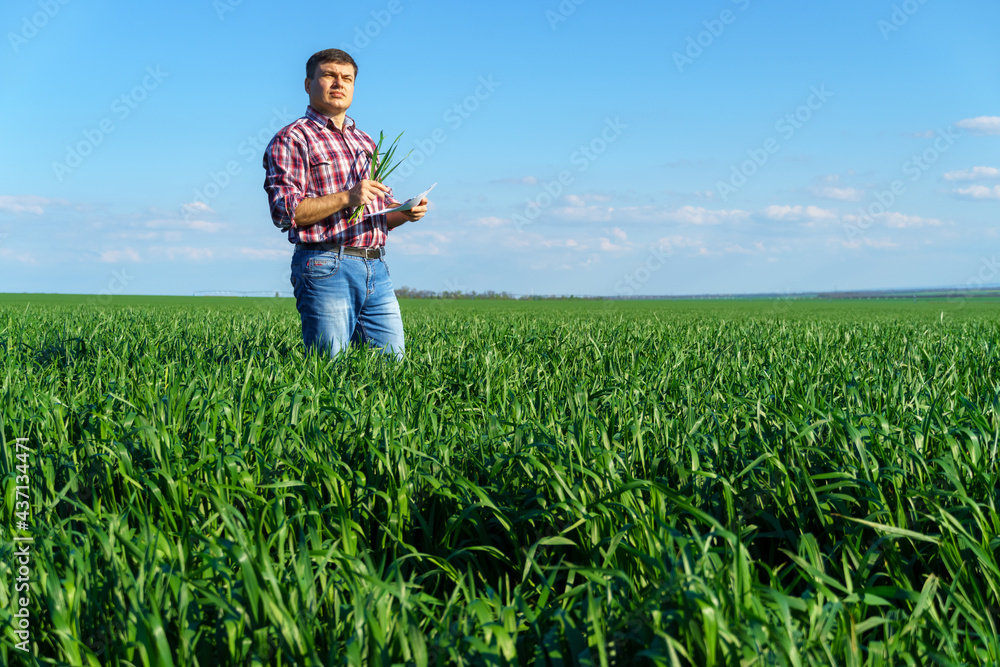 a man as a farmer poses in a field, dressed in a plaid shirt and jeans, checks reports and inspects young sprouts crops of wheat, barley or rye, or other cereals, a concept of agriculture and agronomy a man as a farmer poses in a field, dressed in a plaid shirt and jeans, checks reports and inspects young sprouts crops of wheat, barley or rye, or other cereals, a concept of agriculture and agronomy