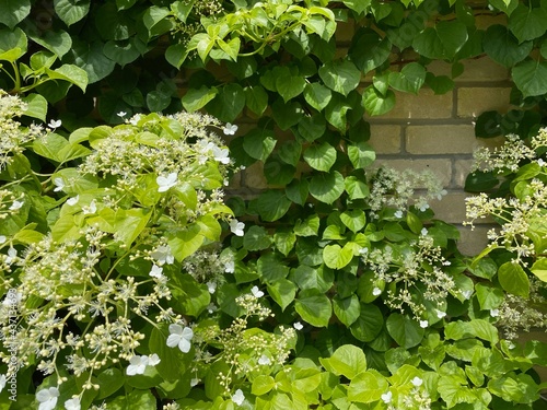 ivy on the wall