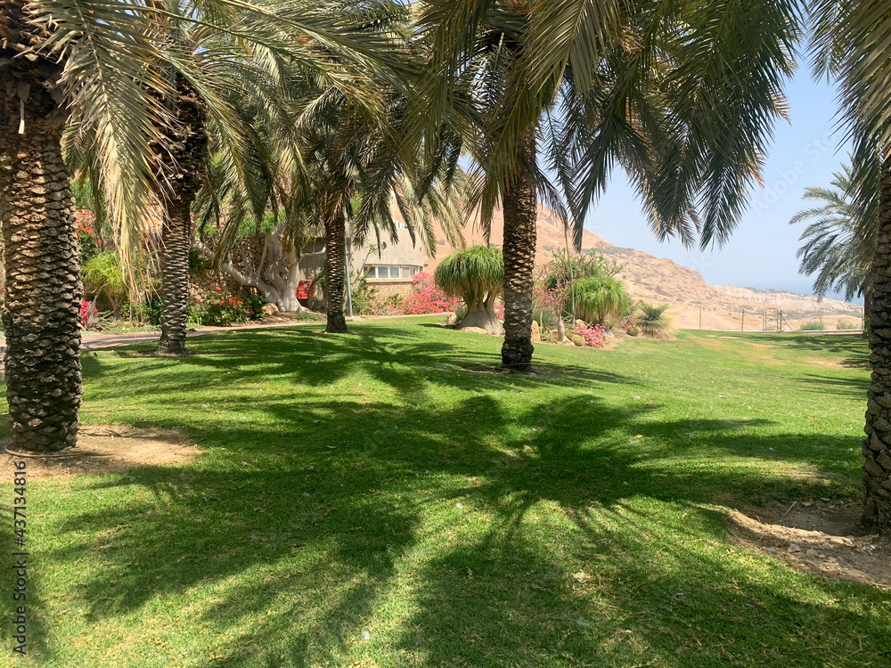 The shadow from the palm tree in Ein Gedi Botanical Garden on the shores of the Dead Sea